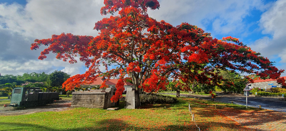 Flamboyant_Seeff_Mauritius