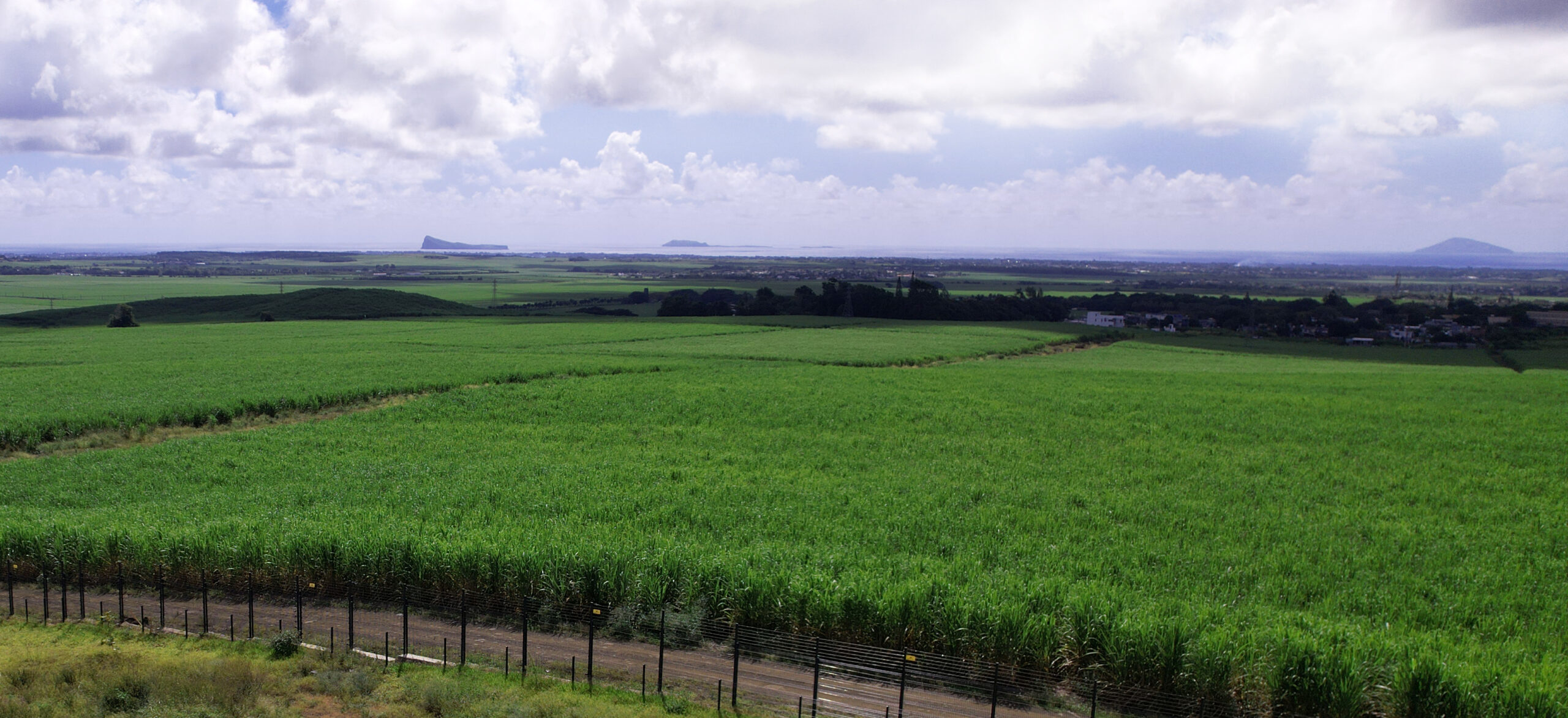 Sugarcane_Mauritius_Seeff_Mauritius